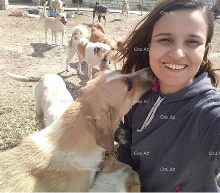 Xaçmazlı könüllü bacılardan xeyirxah əməl: Küçə itləri üçün sığınacaq yaratdılar - FOTO