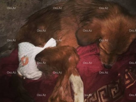 Xaçmazlı könüllü bacılardan xeyirxah əməl: Küçə itləri üçün sığınacaq yaratdılar - FOTO