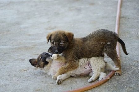 Xaçmazlı könüllü bacılardan xeyirxah əməl: Küçə itləri üçün sığınacaq yaratdılar - FOTO