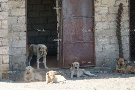 Xaçmazlı könüllü bacılardan xeyirxah əməl: Küçə itləri üçün sığınacaq yaratdılar - FOTO