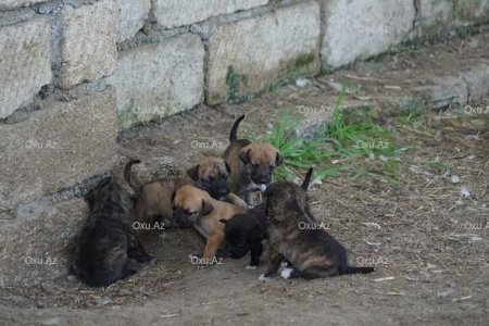 Xaçmazlı könüllü bacılardan xeyirxah əməl: Küçə itləri üçün sığınacaq yaratdılar - FOTO