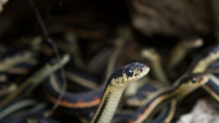 Masallıda 17 ilanın öldürüldüyü evlə bağlı İcra Hakimiyyətindən AÇIQLAMA